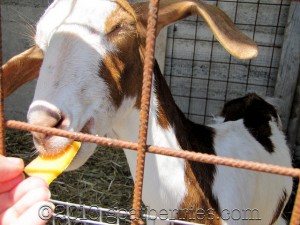 Goats and cantaloupe