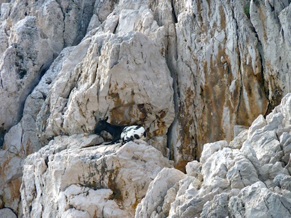 Goat on a rock