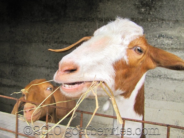 Goats only have front teeth on the bottom