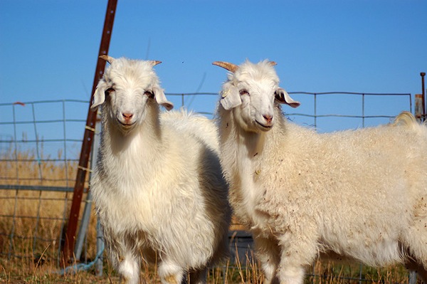 Cashmere Goats by Paul Esson on Flickr