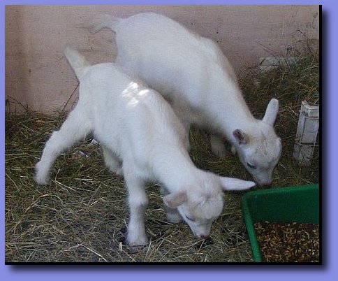 Nick and Molly when they were just wee kids courtesy of Goats Live
