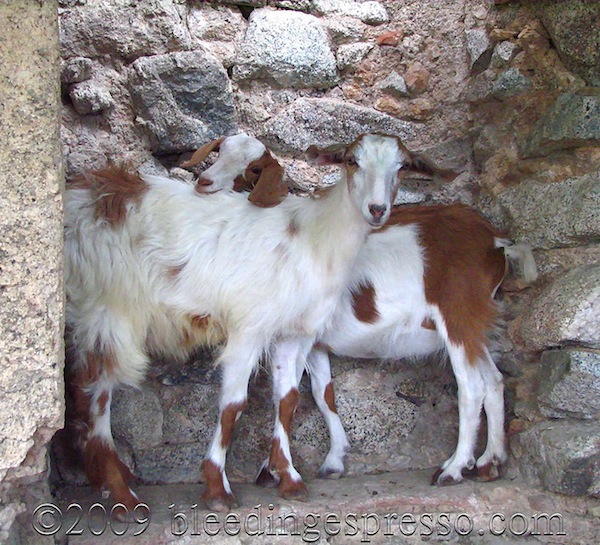 Two goats sharing a moment