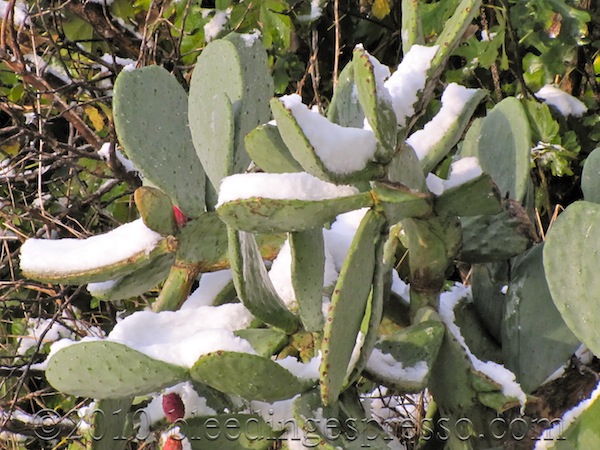 Snow on the prickly pear cactus