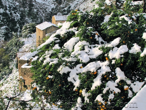Our mandarin tree under the snow