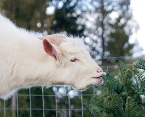 Can goats eat Christmas trees?