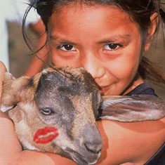 Heifer International: Give a Goat for Valentine's Day