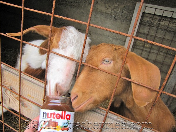 The girls get ready for World Nutella Day