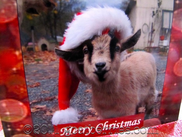 Christmas Goat from Puget Sound Goat Rescue