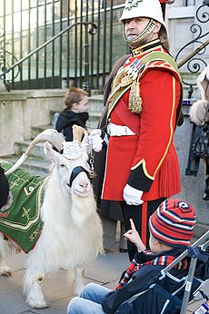 William Windsor, the Royal Goat