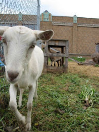 "Farmarazzi goat" courtesy of Slow Food USA