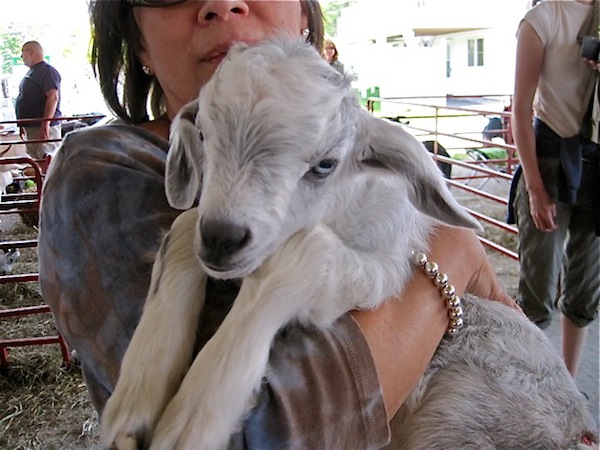 Baby goat at Fiber Frolic