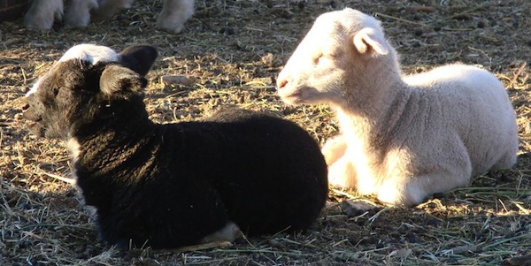 Black lamb, white lamb