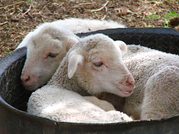Lamb cuddle time