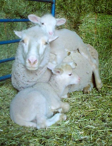 Mom with new lambs