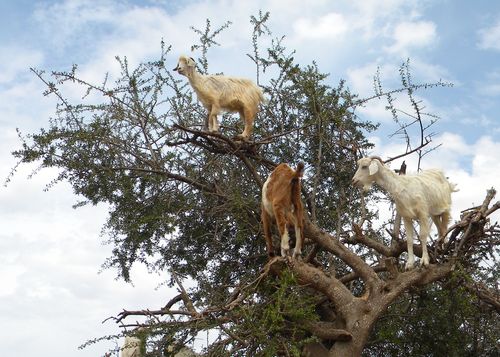 Goats in trees in Africa