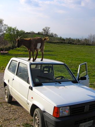 Goat on car