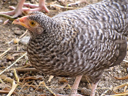 Innocent-looking Maran hen