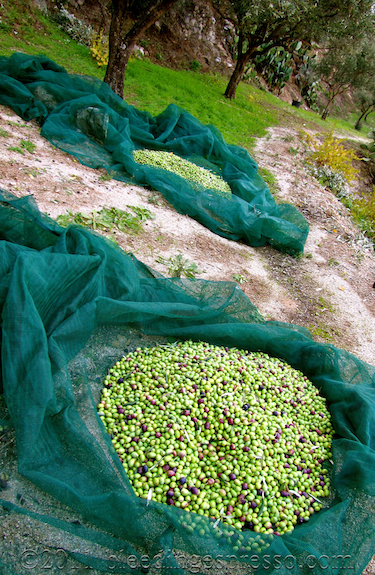Piles of freshly picked olives ready for pressing