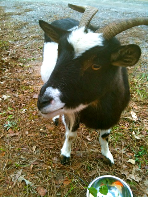 Baby the Goat in Georgia