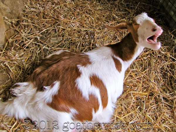 Yawning pregnant goat
