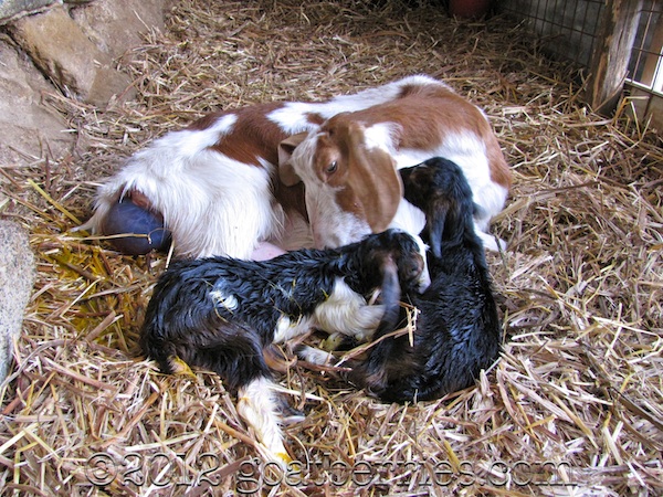 Goat birth delivery scene
