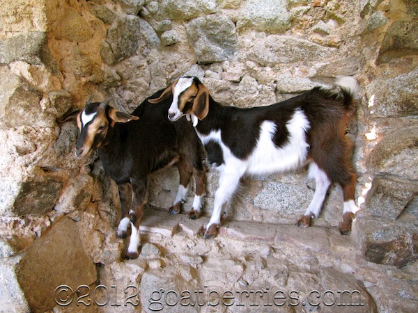 Baby goats on a ledge
