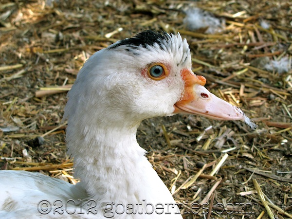 One of our Muscovy ducks