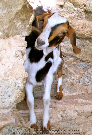 Gemma the baby goat
