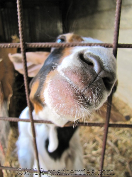 Who wants a goat kiss?