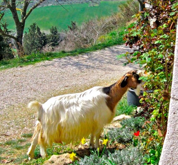 Tuscan goat