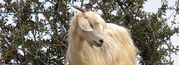 Goat in tree in Africa