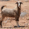 Oman goat