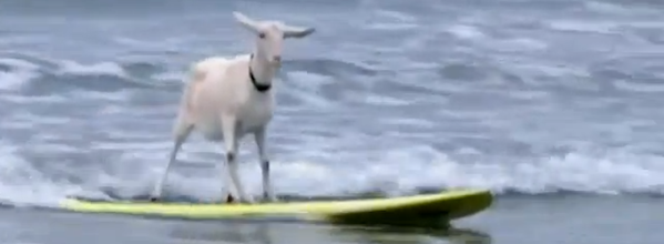 Surfing goat