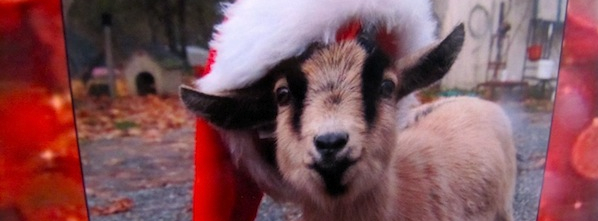 Puget Sound Rescue Christmas Goat