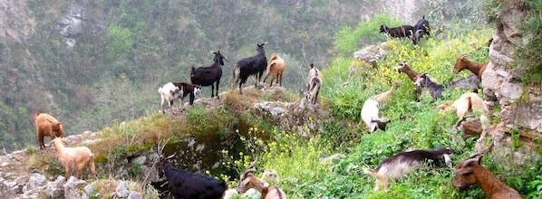 Goats goats goats galore!