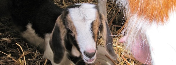 Baby goat ready to eat