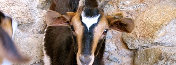 Gioia the baby goat