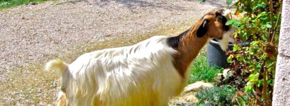 Tuscan goat