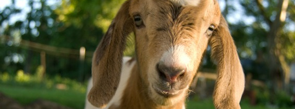Baby goat courtesy of PETA